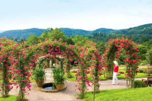 The Rose Garden in Baden-Baden