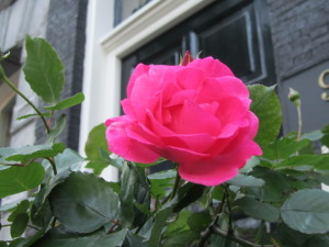 On our stroll we found this solitary rose in bloom in front of a beautiful home overlooking the canal