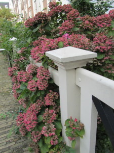 Hydrangea clinging to a fence at the Begijnhof