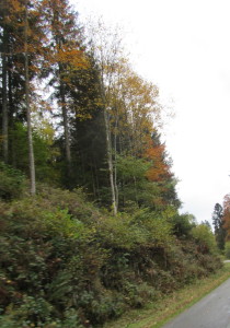 A view along our very narrow two lane road, going over hill and dale and through the woods