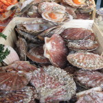 Large sea scallops in the shell