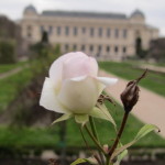 A rose in the garden